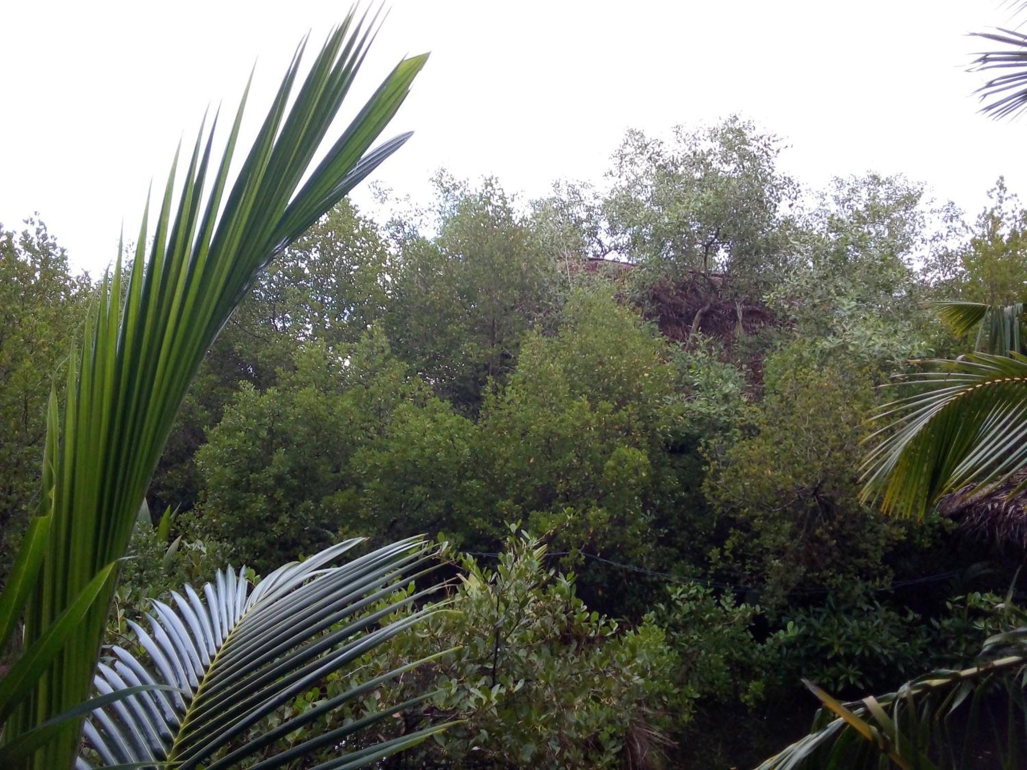 Mermaid Cabana And Tree Houses Tangalle Exterior foto